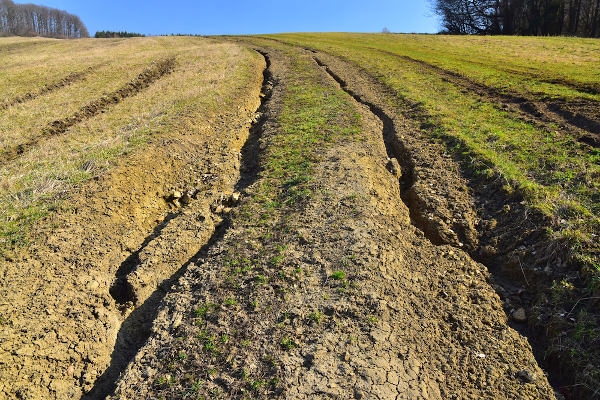 Sulcos provocados pelos “caminhos” da água – erosão pluvial.