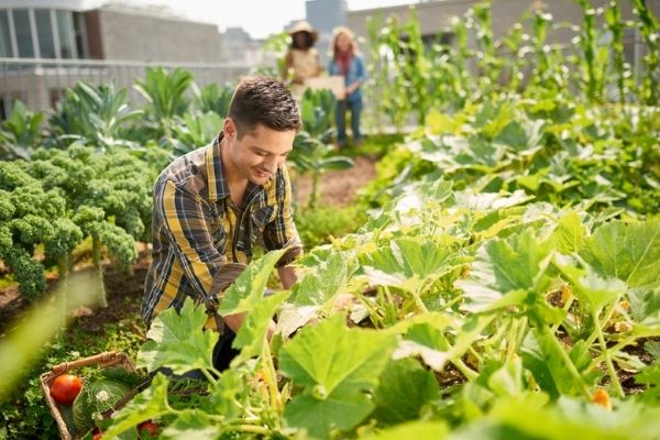 Engenheiro agrônomo em zona rural